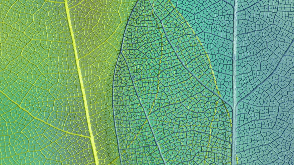 Beyond Human-Centered Design