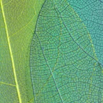 Beyond Human-Centered Design