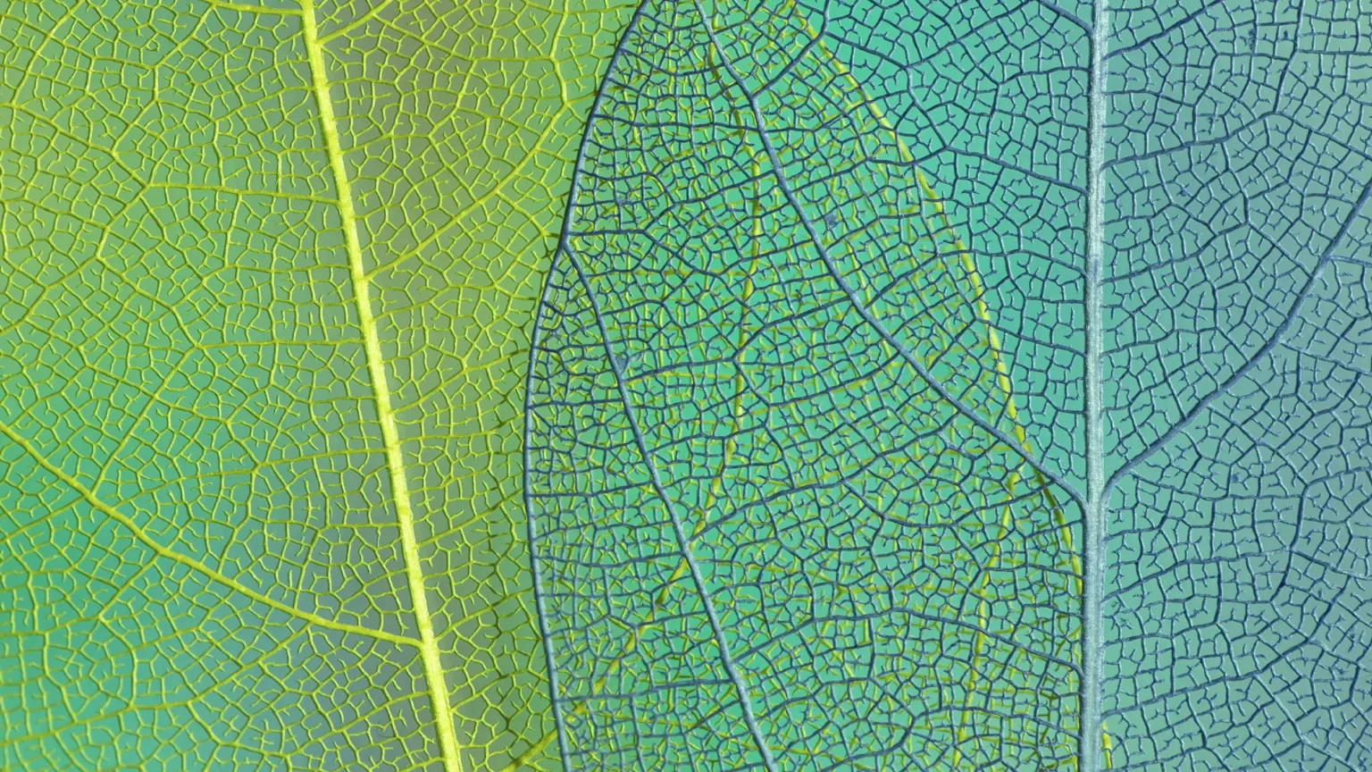 Beyond Human-Centered Design